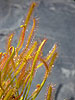 Drosera capensis 'White Flower'
