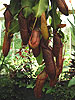 Nepenthes maxima x sanguinea at Kew Gardens