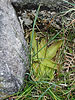 Pinguicula (wild on shore of Wastwater, Lake District)