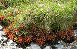 Drosera rotundifolia (wild on the shore of Wastwater, Lake District)