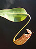 Nepenthes burbridgeae