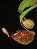 Nepenthes hookeriana