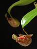Nepenthes hookeriana