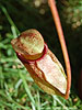 Nepenthes sibuyanensis