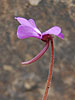 Pinguicula macrophylla