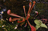 Sarracenia psittacina 2 - 019 (crop) with P. grandiflora