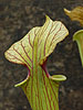 Sarracenia x 'Brook's Hybrid' (S. x moorei)