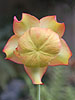 Sarracenia x moorei flower 