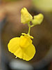 Utricularia reniformis