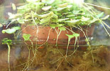 Utricularia tricolor
