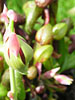 Darlingtonia californica flower