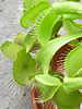 Dionaea muscipula (Venus Fly Trap)