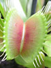 Dionaea muscipula (Venus Fly Trap)