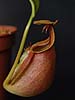 Nepenthes bicalcarata