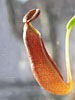 Nepenthes macfarlanei
