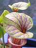 Sarracenia flava cv claret