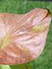 Sarracenia flava cv cuprae