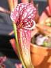 Sarracenia ssp 