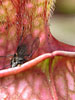 Sarracenia ssp
