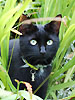 Cat prowling in grass