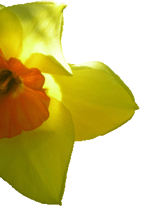 Backlit Yellow Daffodils