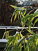Frozen droplets on Bamboo