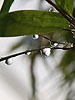 Frozen droplets on Bamboo