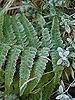 Frosted Fern