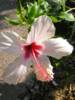 Hibiscus (in Crete)