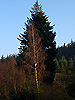 Sunlit Tree Superimposed on Fir Tree