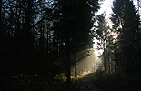 Sunllight on a Woodland Path