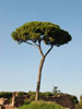 Tree on Palatine Hill, Rome