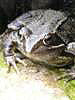 Frog on Stone in Pond
