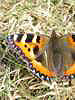 Tortoiseshell Butterfly